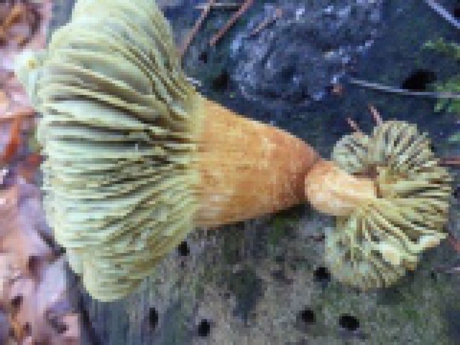 paddenstoel, met groene krullen